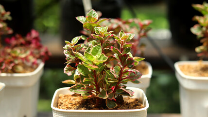 small leaf ornamental plant with a combination of red, orange, yellow and white, looks bright shining in the morning sun.