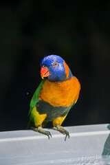 The red-collared lorikeet (Trichoglossus rubritorquis) is a species of parrot found in wooded habitats in northern Australia