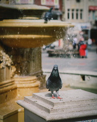 The beautiful pigeon is posing for the camera.