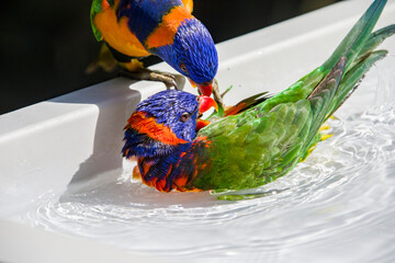 The red-collared lorikeet (Trichoglossus rubritorquis) is bathing. It is  a species of parrot found in wooded habitats in northern Australia © Danny Ye
