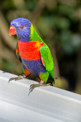 The sunset lorikeet (Trichoglossus forsteni) is a species of parrot that is endemic to the Indonesian islands.  It was previously considered a subspecies of the rainbow lorikeet.