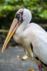 The closeup image of Milky stork(Mycteria cinerea) 
A medium, almost completely white plumaged stork species found predominantly in coastal mangroves in parts of SEA.