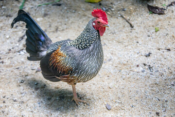 The male grey junglefowl (Gallus sonneratii). It is one of the wild ancestors of domestic fowl together with the red junglefowl and other junglefowls.
This species is endemic to India.
