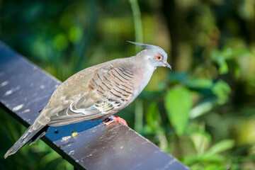 The crested pigeon  is a bird found widely throughout mainland Australia.
Colouration is grey with tinges of brown and green. It has a feathered but slender, black spike on top of the head. 