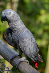 Fototapeta premium African grey parrot(Psittacus erithacus) closeup The grey parrot is a medium-sized, predominantly grey, black-billed parrot. It has darker grey over the head and both wings.