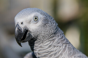 Obraz premium African grey parrot(Psittacus erithacus) closeup The grey parrot is a medium-sized, predominantly grey, black-billed parrot. It has darker grey over the head and both wings.