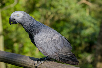 African grey parrot(Psittacus erithacus) closeup  
The grey parrot is a medium-sized, predominantly grey, black-billed parrot. 
It has darker grey over the head and both wings.