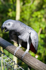 Fototapeta premium African grey parrot(Psittacus erithacus) closeup The grey parrot is a medium-sized, predominantly grey, black-billed parrot. It has darker grey over the head and both wings.