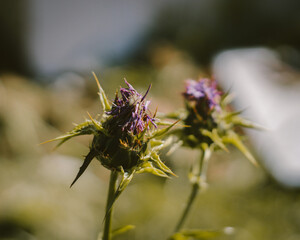 Purple and green thorny plant.