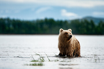 brown bear on the lake