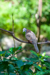 The bar-shouldered dove (Geopelia humeralis) is native to Australia and southern New Guinea.
The dove has a blue-grey breast with chequered brown-bronze wings.