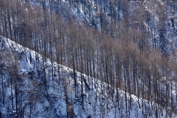 Deciduous trees in winter