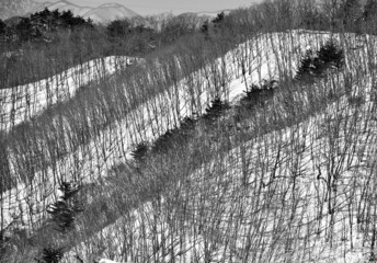 Deciduous trees in winter