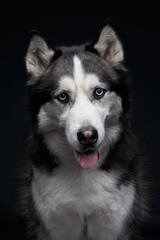 husky on a dark background. Dog portrait in studio. Pet indoor