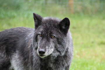 Fototapeta premium wolf in the grass