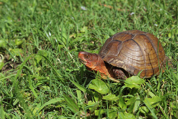 Box Turtle Roaming Through Yard in Eastern Texas