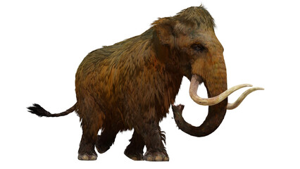 Woolly Mammoth On White Background