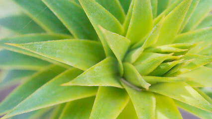 Araucaria conifer, monkey puzzle tree