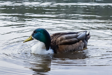 a duck swimming in the lake