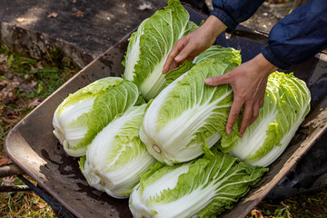 ハクサイ 飛騨産野菜