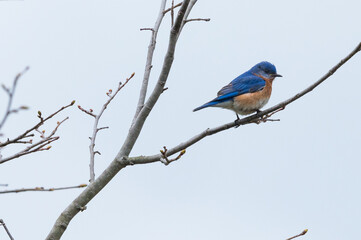 Bluebird