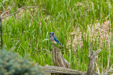 Blue Jay on Driftwood