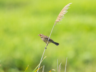 Sparrow in the wind