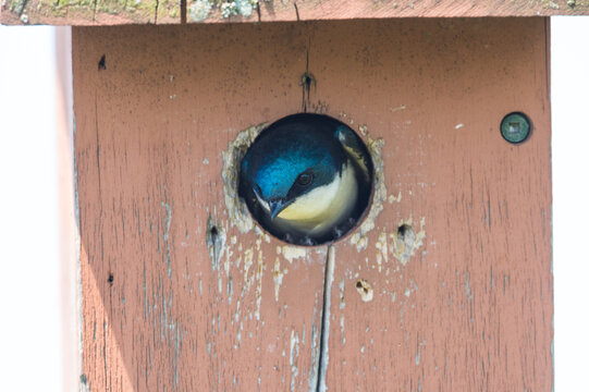 Bird Peeking Out Of House