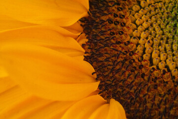 Sunflower in a sun bathing