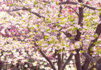 활짝핀 겹벚꽃 풍경