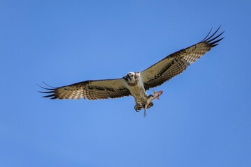 青空バックに大きな獲物をつかんで悠然と飛ぶミサゴ