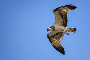 青空バックに大きな獲物をつかんで悠然と飛ぶミサゴ