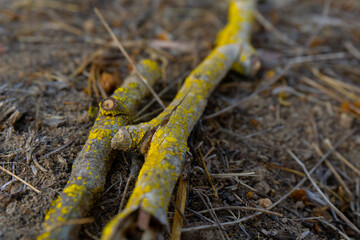 Sticks of a tree covered with a green fosforescent noss