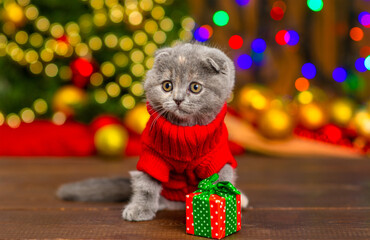 Little gray fluffy kitten sitting on the background of the Christmas tree. Preparing for christmas concept. Place for text