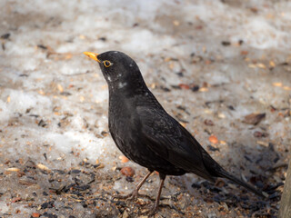 blackbird on a sunny day closeup