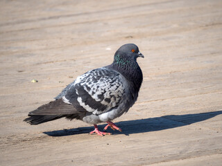 gray dove on a sunny day