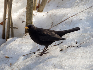 portrait of a blackbird