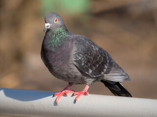 portrait of a gray dove