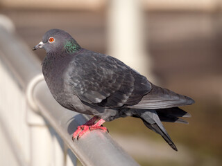 portrait of a gray pigeon