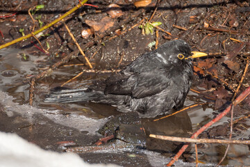 blackbird cleans feathers