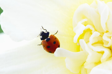 Ice Daffodil Ladybug 02