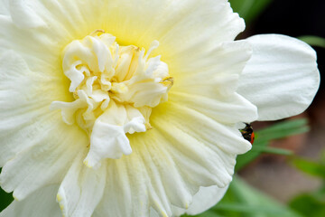 Obraz na płótnie Canvas Ladybug Daffodil 01