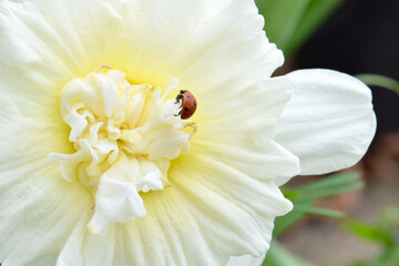 Ladybug Daffodil 08