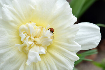 Ladybug Daffodil 09