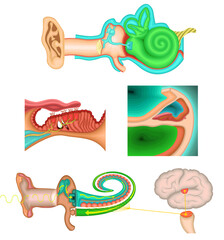 聴覚　イラスト