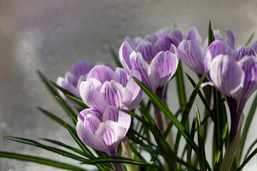 spring crocus flowers