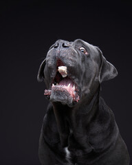 dog on a black background. Blue, Gray Intalian Cane-Corso catches a piece of food