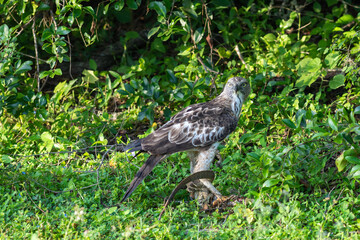 Crested serpent eagle