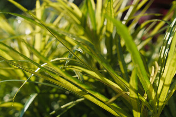 green texture grass leaves