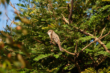 owl sitting on a branch